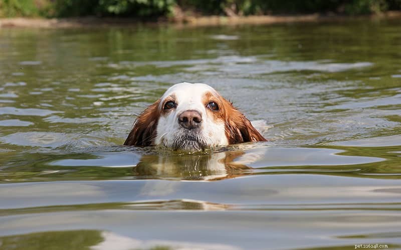 How to Safeguard Your Pets from Dangerous Blue‑Green Algae Blooms