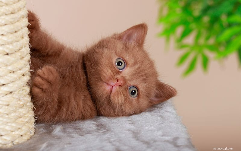 Essential Guide to Kitten-Proofing Your Home: Safety Tips & Expert Advice