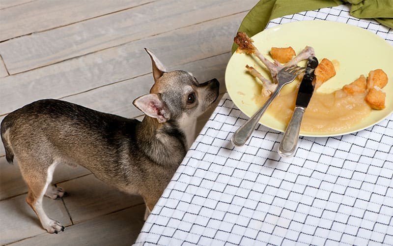 Should Your Dog Eat Table Scraps? Risks and Safe Alternatives