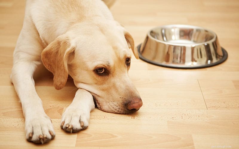 Helping Your Underweight Dog Gain Healthy Weight Safely