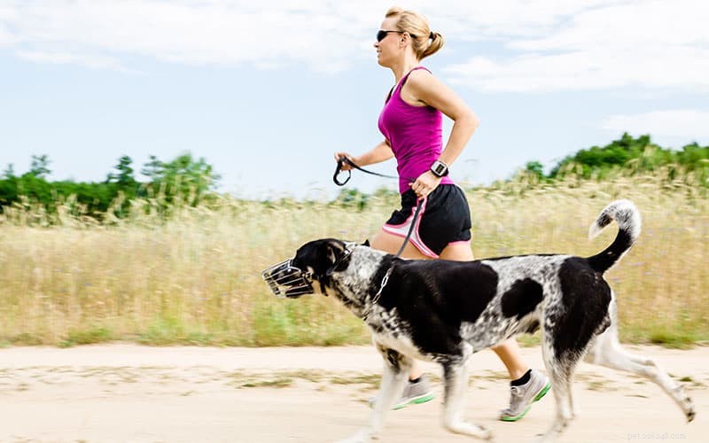 Vet-Backed Weight Loss Coaching for Dogs: Tailored Nutrition & Exercise