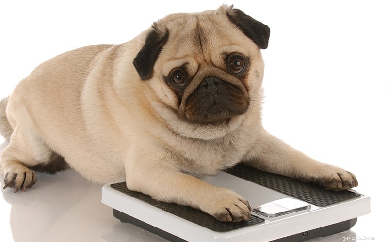 Track Your Dog’s Weight at Home for Optimal Health