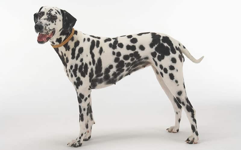 How to Evaluate Your Dog’s Body Condition Score (BCS) for Optimal Health