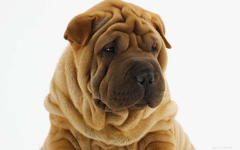 Combating Pet Obesity: Proven Strategies for a Healthy Weight
