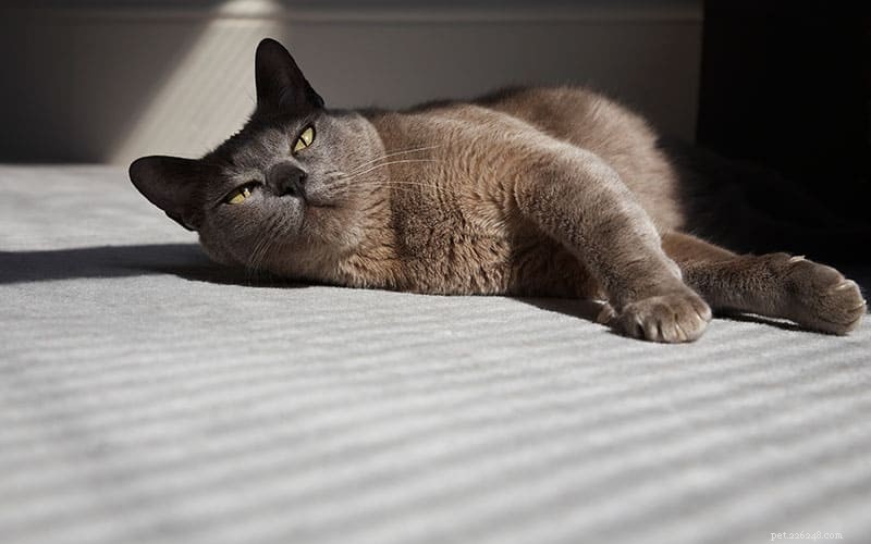 When to Consult a Veterinary Oncologist for Your Cat s Cancer