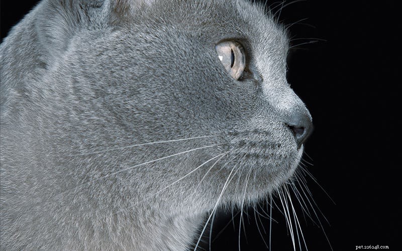 Understanding Whisker Fatigue in Cats: Causes, Symptoms, and Care
