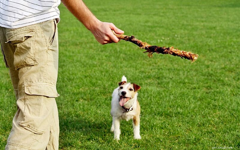 Why Professional Pet‑Sitting Is Worth It: Trust, Reliability & Peace of Mind