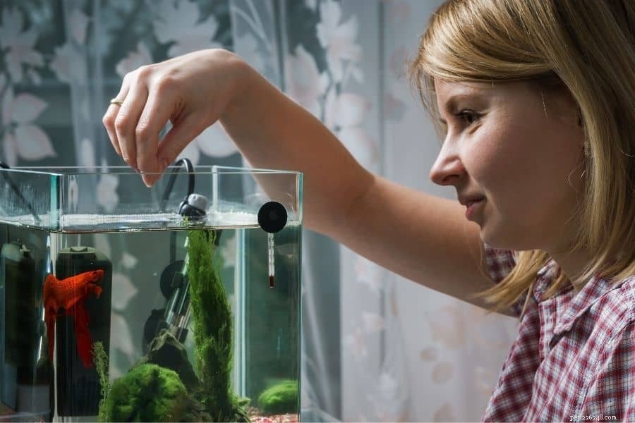 Essential Fish Nutrition: Key Guidelines for Healthy Aquatic Pets