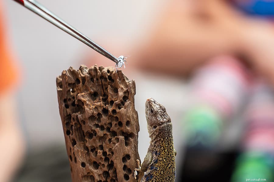 Reptile Nutrition 101: What Common Pet Reptiles Should Eat