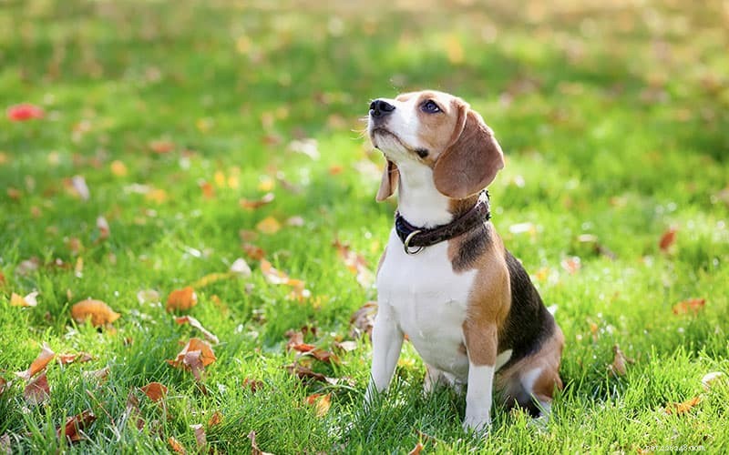 Understanding Dog Poop: Key Indicators and When to Seek Veterinary Care