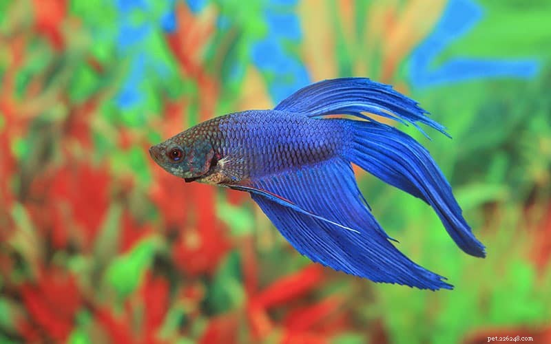 Betta Fish Care Guide: Expert Tips for Thriving Siamese Fighting Fish