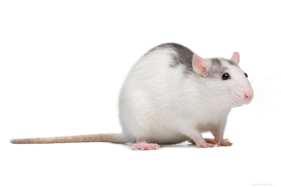 Best Pets for Preschoolers & Elementary Kids: Safe, Simple, and Educational