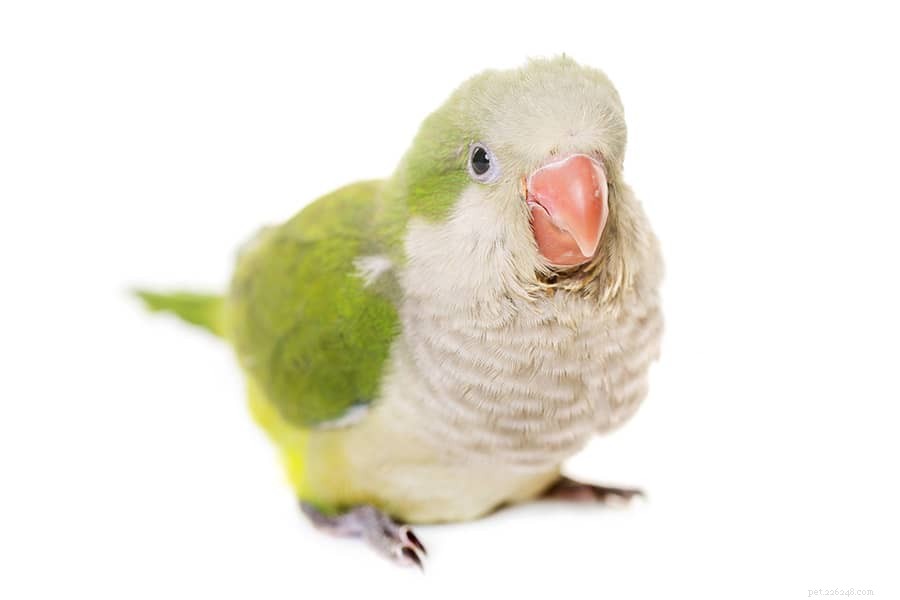 Best Pets for Preschoolers & Elementary Kids: Safe, Simple, and Educational
