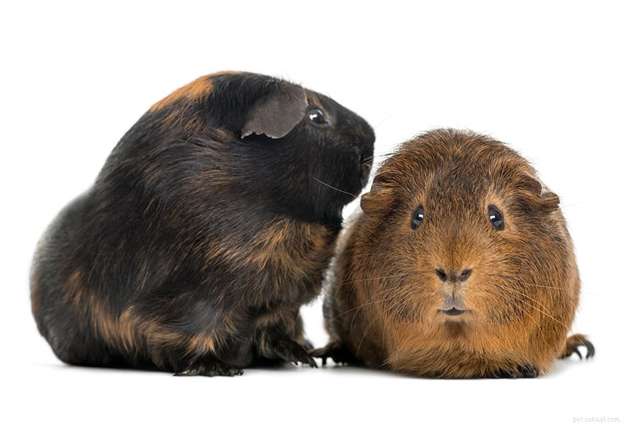 Best Pets for Preschoolers & Elementary Kids: Safe, Simple, and Educational
