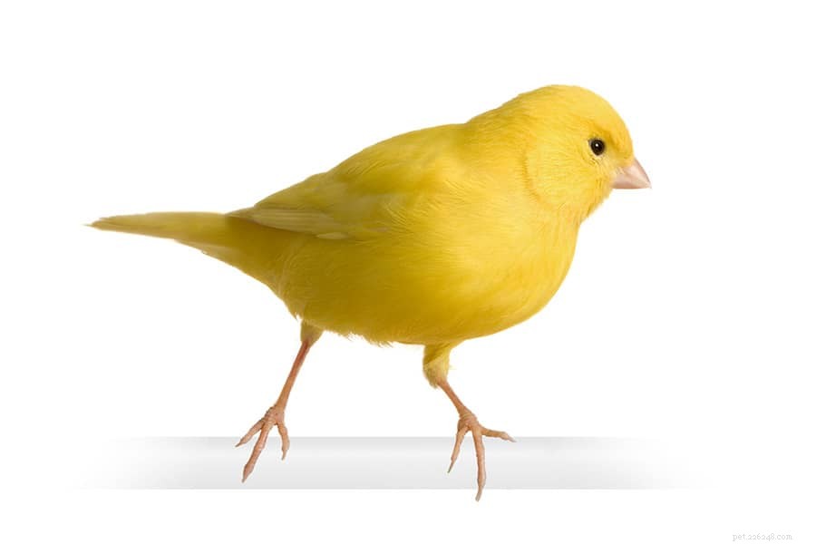 Best Pets for Preschoolers & Elementary Kids: Safe, Simple, and Educational