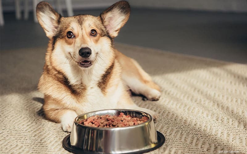 How to Tackle Canine Picky Eaters: Strategies to Reignite Your Dog’s Appetite
