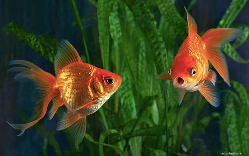 Comprehensive Goldfish Care Guide: Tips for Healthy, Happy Fish