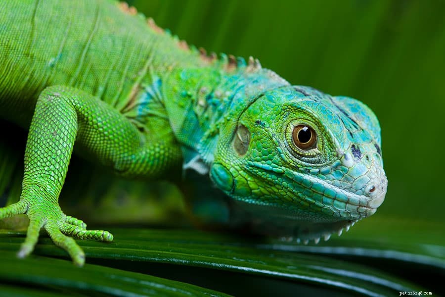 Reptiles as Pets: Are They the Right Choice for Your Lifestyle?