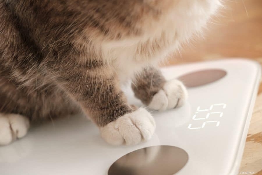 Effective Steps to Help Your Overweight Cat Reach a Healthy Weight