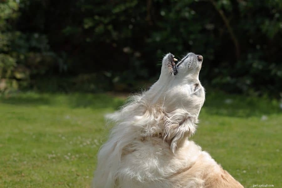 Addressing Common Dog Behavior Problems: A Positive Training Approach