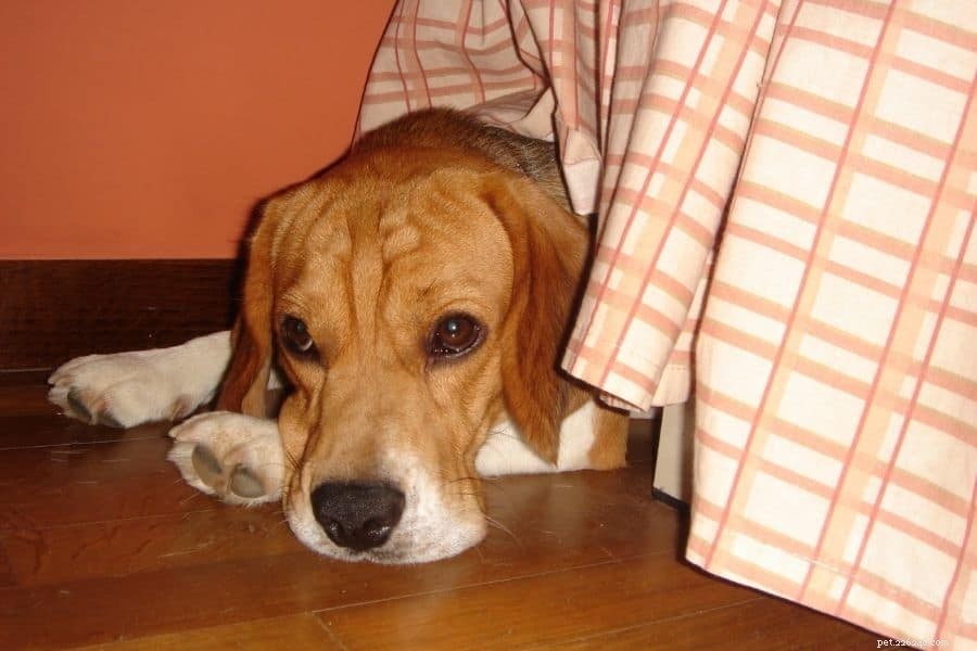 Calming Your Dog During Loud Noises: Proven Strategies