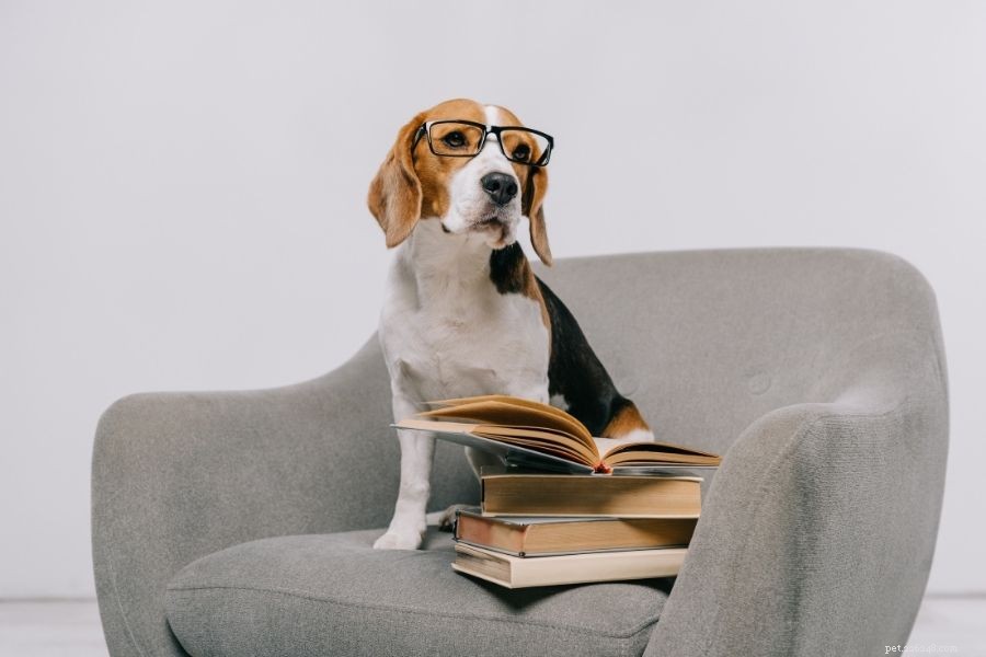 From Wolves to Workmates: The Evolution of Dog Training