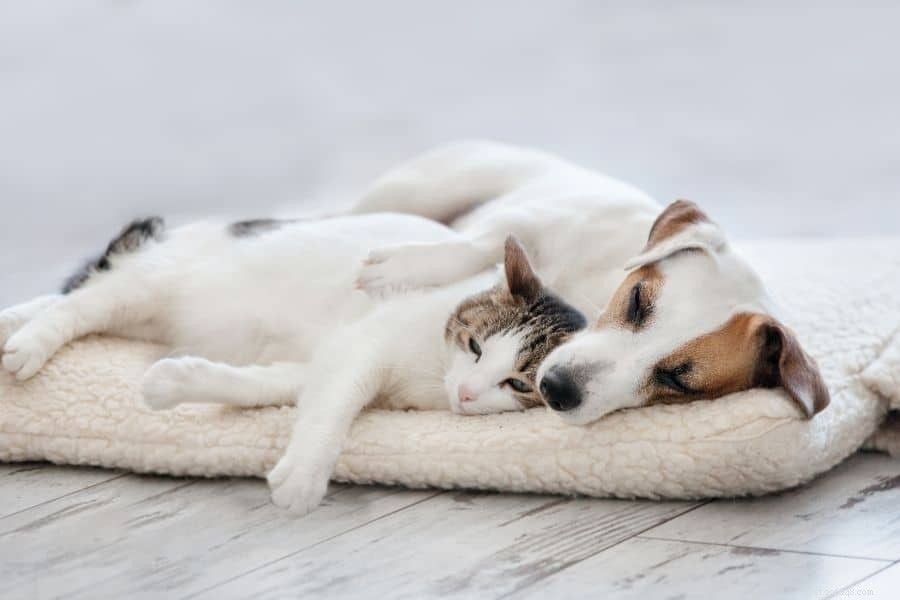 Choosing the Ideal Dog Companion for Your Cat: A Practical Guide