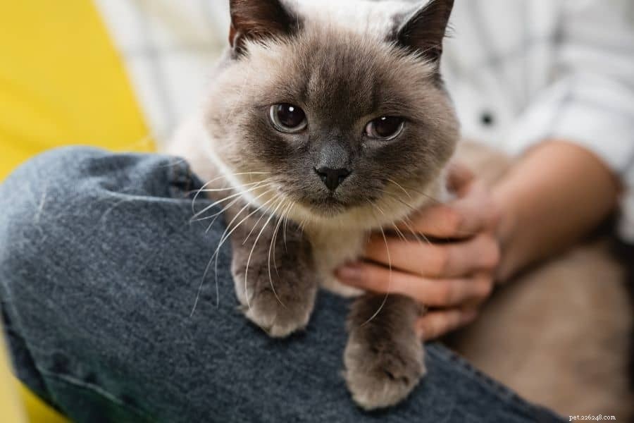How to Win Your Cat s Heart: Proven Tips for Building Love and Trust