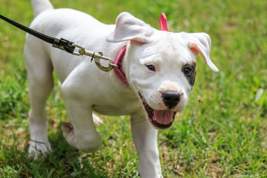 Common Pitfalls to Avoid in Dog Training