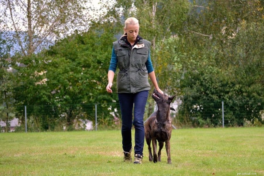Choosing the Right Dog Trainer: Key Qualities to Seek