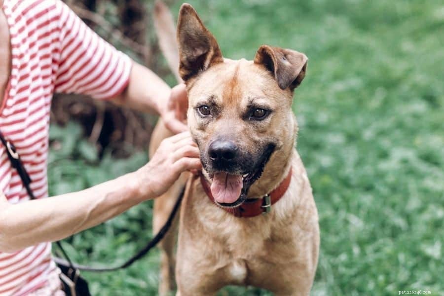 Decoding Canine Body Language: A Guide to Better Training