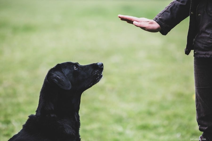 Is Hiring a Professional Dog Trainer Worth It? Discover the Benefits