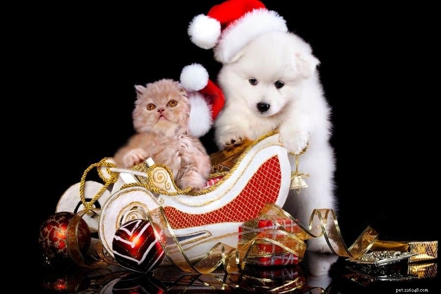 Pet-Friendly Home Holiday Activities for a Joyful, Safe Celebration