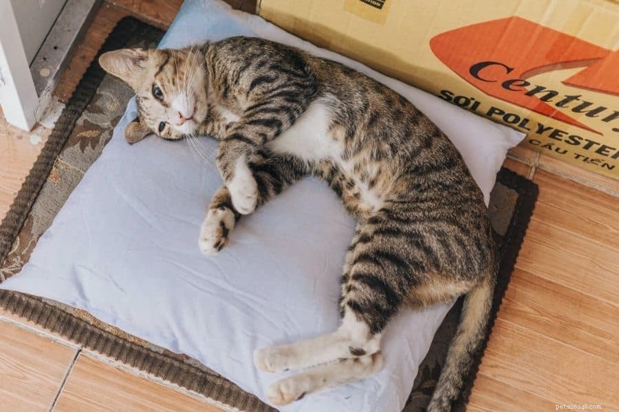 Moving With Pets? 10 Proven Tips to Keep Your Furry Friend Calm