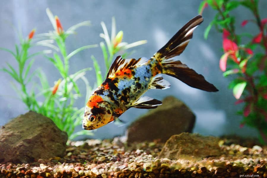 Expert Guide to Clearing Cloudy Aquarium Water