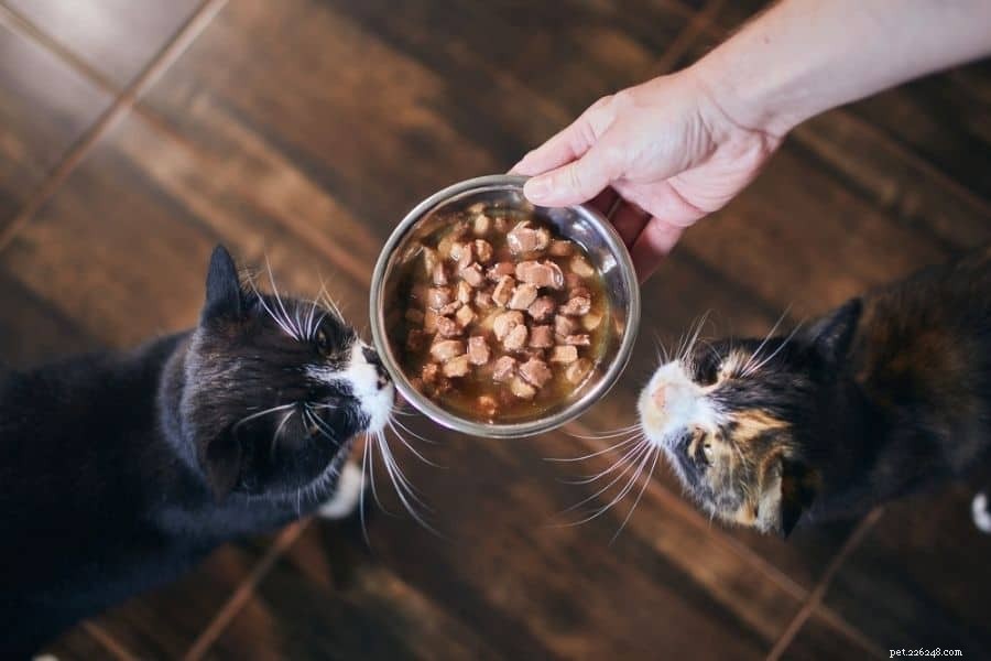 Essential High-Protein Foods for Optimal Cat Health