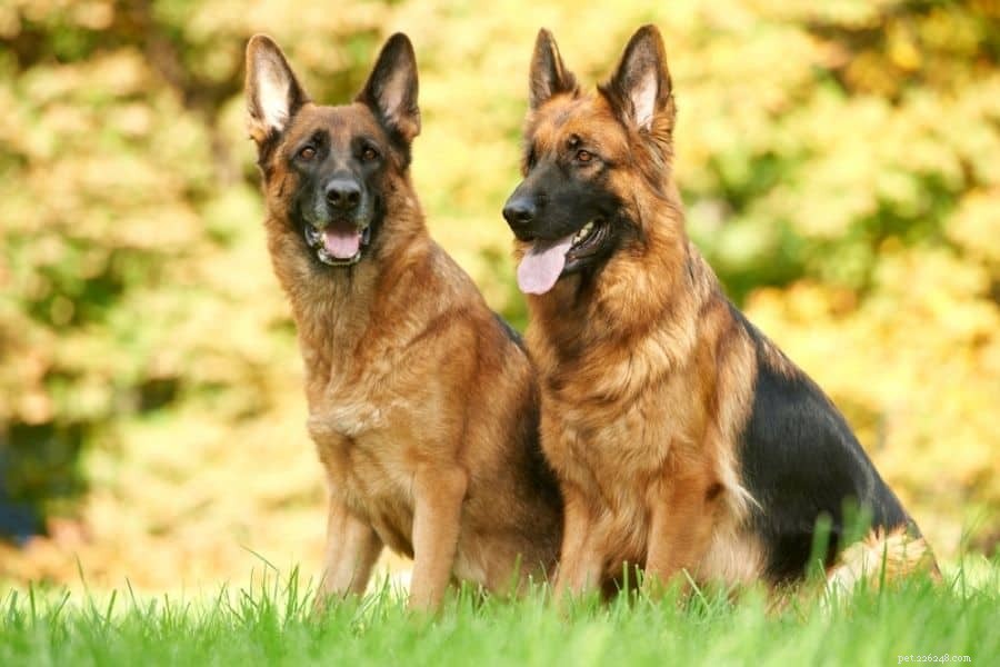 How to Keep Your Large Dog Healthy: Expert Tips & Care Guide