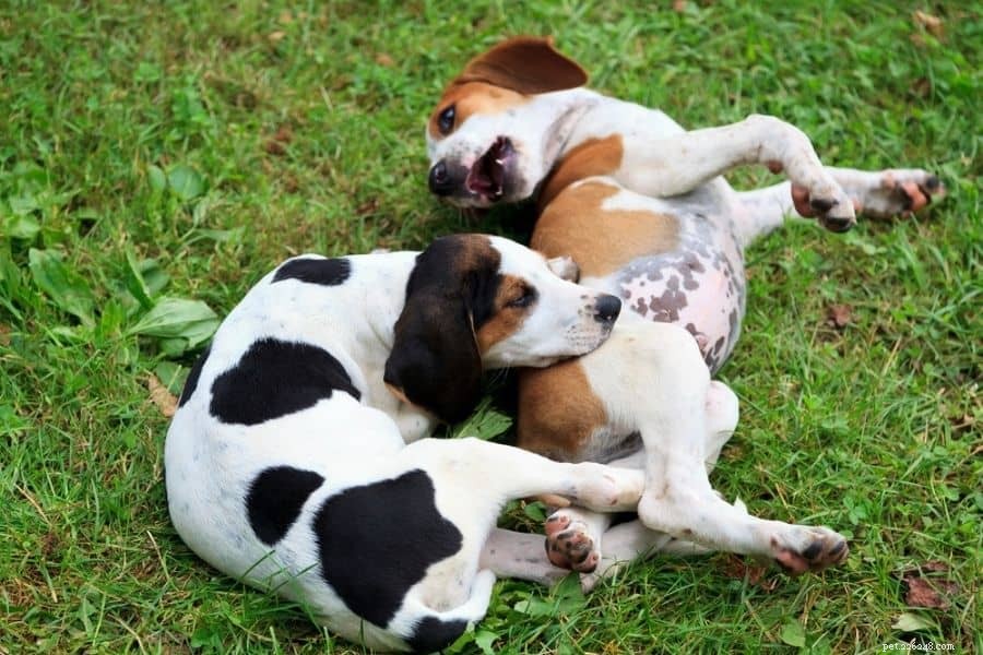Keeping Medium-Sized Dogs Healthy: Expert Tips & Care Guide