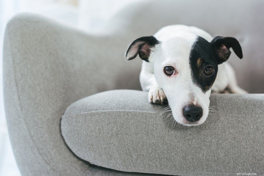 How to Care for a Dog with an Upset Stomach