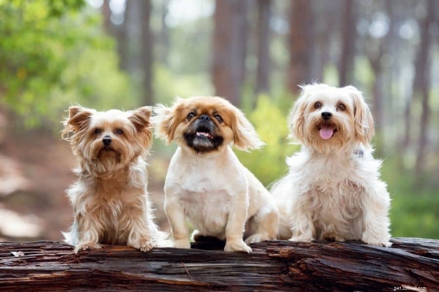 Essential Health Guide for Small Dog Owners