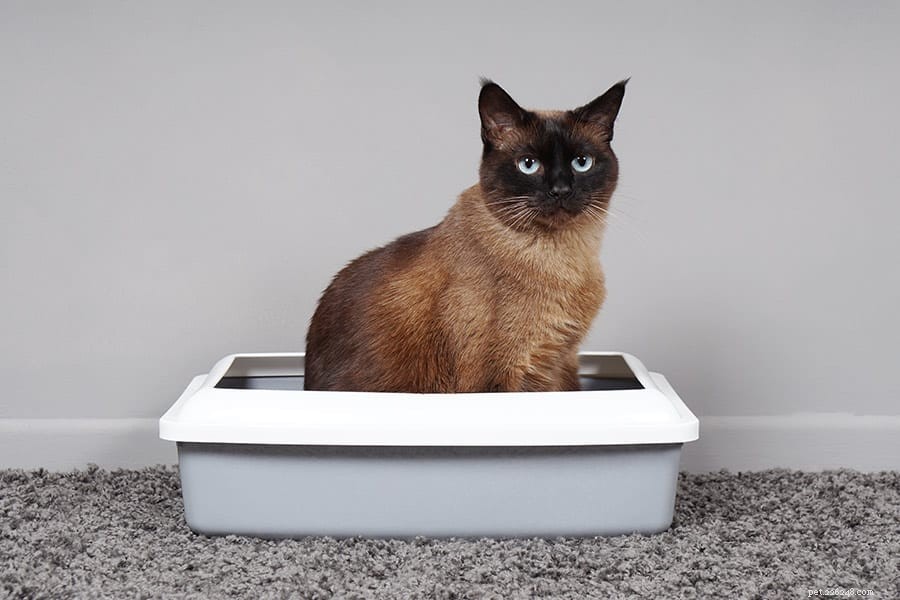 Stop Your Cat from Peeing Outside the Litter Box: Expert Tips & Solutions