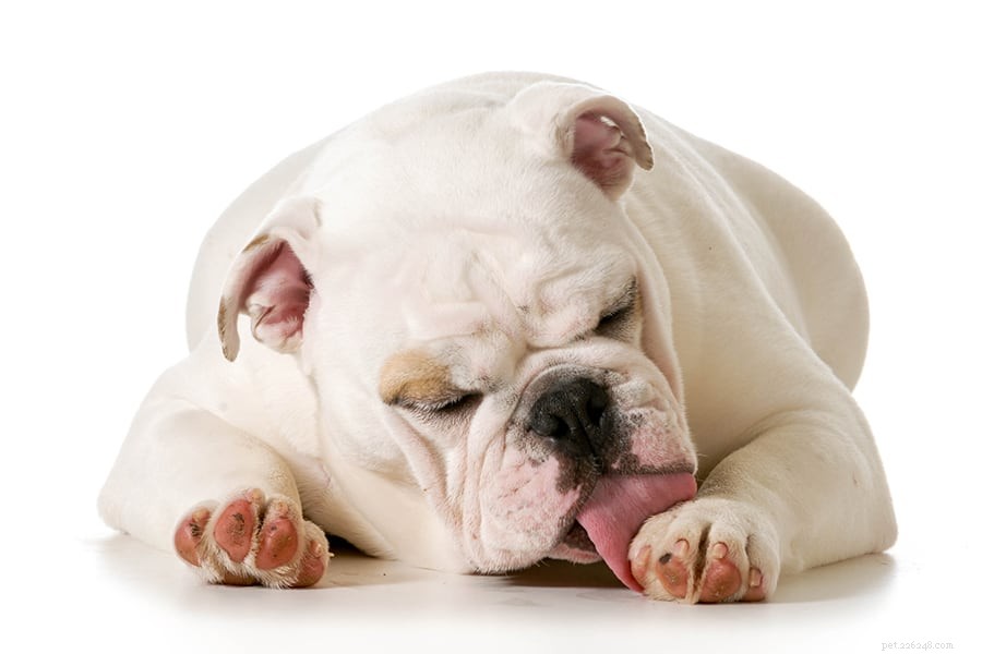 Understanding Why Dogs Chew and Lick Their Paws: Causes & Solutions