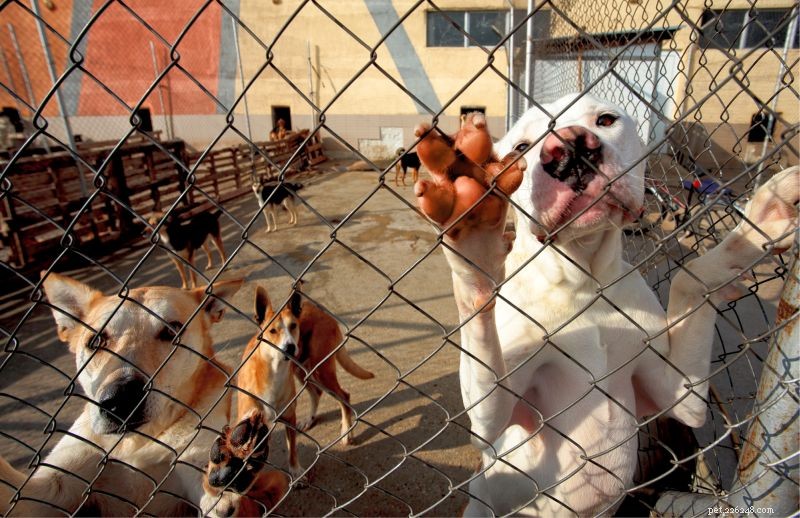 How to Foster Dogs: A Step‑by‑Step Guide to Providing Safe, Loving Homes for Canines in Need