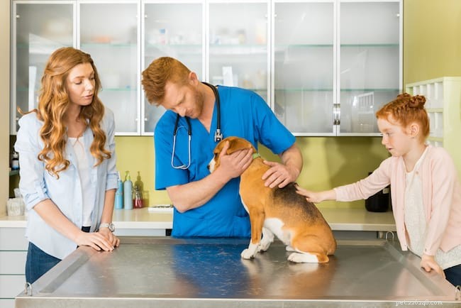 How to Foster Dogs: A Step‑by‑Step Guide to Providing Safe, Loving Homes for Canines in Need