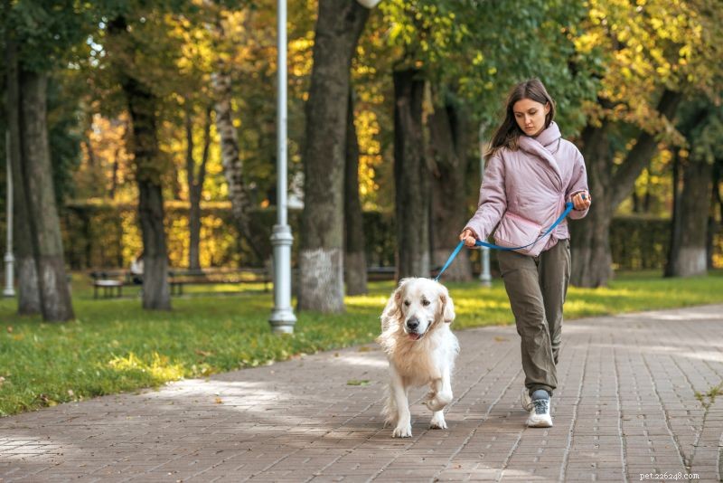 How to Foster Dogs: A Step‑by‑Step Guide to Providing Safe, Loving Homes for Canines in Need