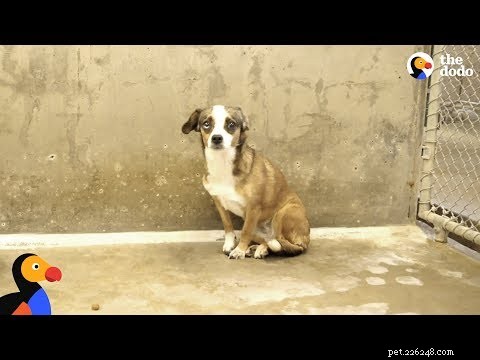 How to Foster Dogs: A Step‑by‑Step Guide to Providing Safe, Loving Homes for Canines in Need