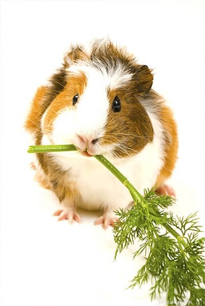 Optimal Guinea Pig Nutrition: A Complete Guide to a Healthy Diet