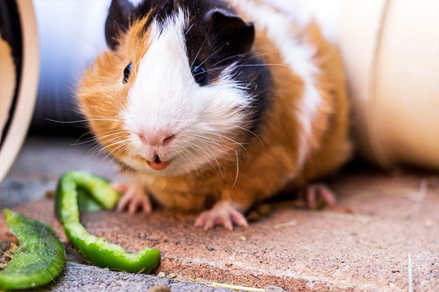 Optimal Guinea Pig Nutrition: A Complete Guide to a Healthy Diet