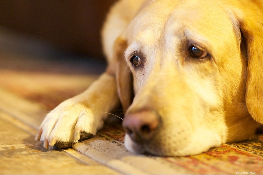 Recognizing Your Dog’s Sadness: Signs and How to Help