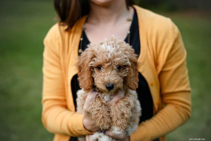 Why a Golden Doodle Makes the Ideal Companion Dog